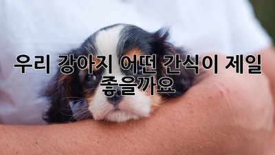 우리 강아지, 어떤 간식이 제일 좋을까요?